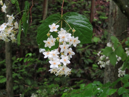Deutzia scabra