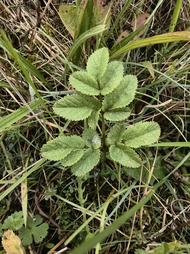 Angelica sylvestris, photograph 1