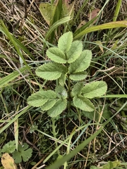 author not stated, no rights reserved Angelica sylvestris, photograph author not stated, no rights reserved
