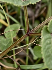 author not stated, no rights reserved Angelica sylvestris, photograph author not stated, no rights reserved