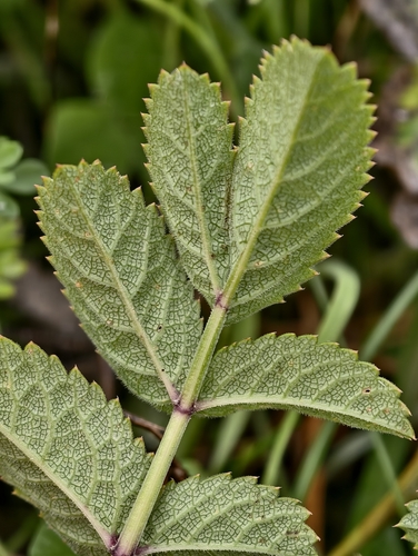 Angelica sylvestris, photograph 3