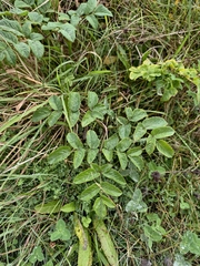 author not stated, no rights reserved Angelica sylvestris, photograph author not stated, no rights reserved
