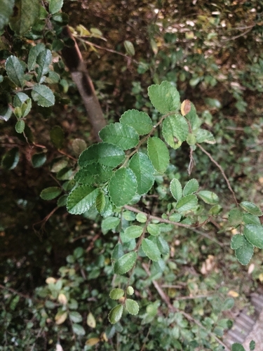 Chinese elm