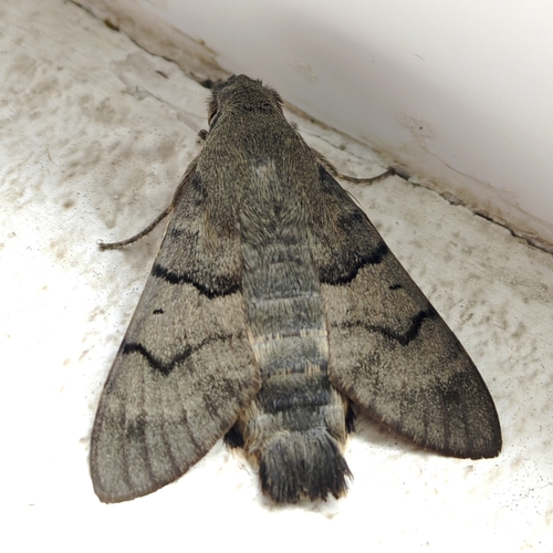 Eurasian Hummingbird Hawkmoth