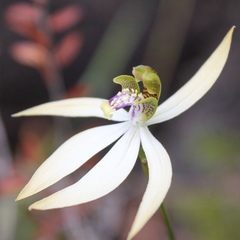 Praecoxanthus aphyllus