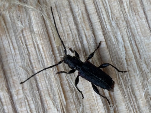 Japanese Cedar Longhorned Beetle