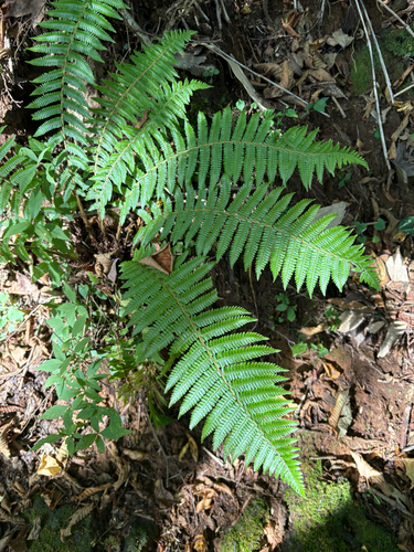 Thick-stemmed woodfern