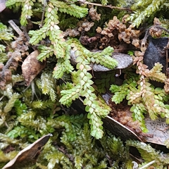Selaginella denticulata, photograph author not stated, no rights reserved