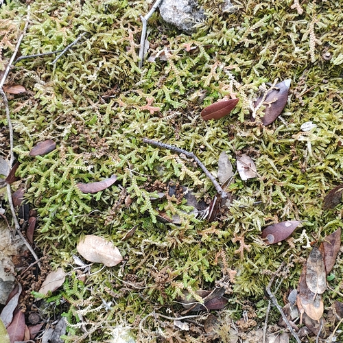 Selaginella denticulata, photograph 2