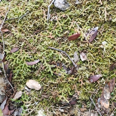 Selaginella denticulata, photograph author not stated, no rights reserved