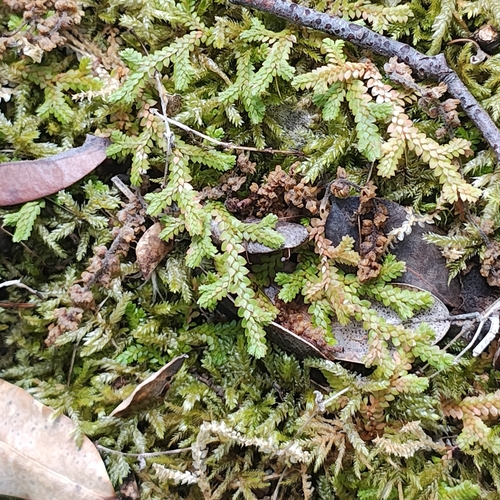 Selaginella denticulata, photograph 3