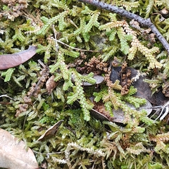 Selaginella denticulata, photograph author not stated, no rights reserved