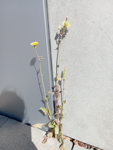 Common Sow-thistle