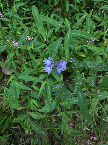 great blue lobelia