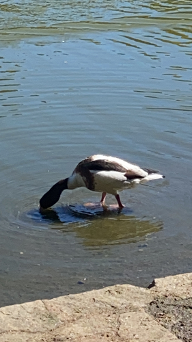 Common Shelduck