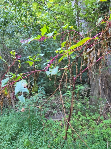 American pokeweed