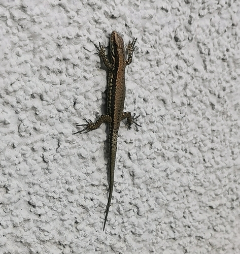 Common Wall Lizard