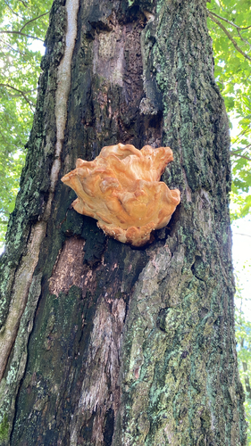 chicken of the woods