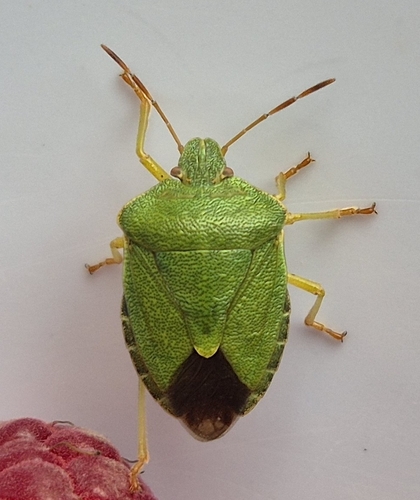Green Shield Bug
