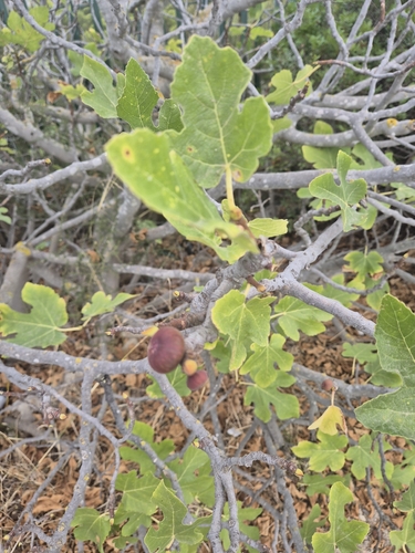 common fig