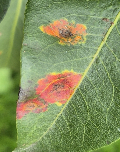 Pear Rust