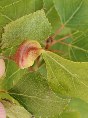 Poplar Spiral Gall Aphid