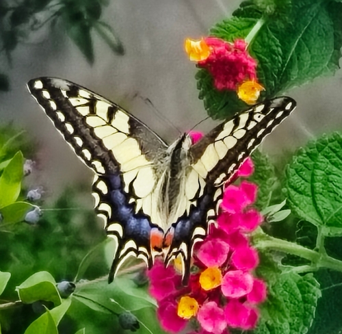 Old World Swallowtail