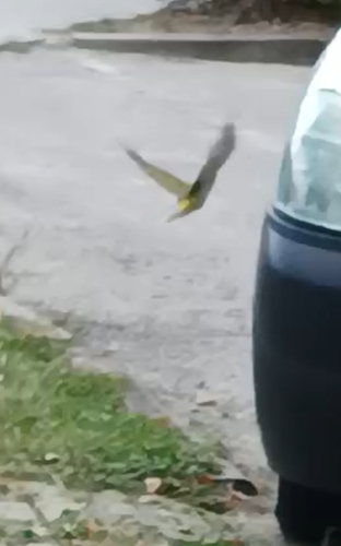 Eurasian Green Woodpecker