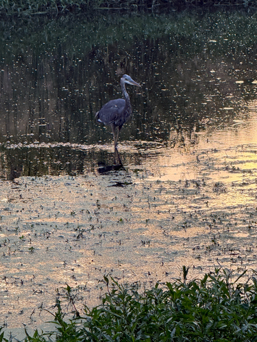 Great Blue Heron
