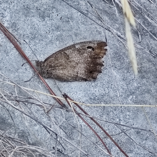 Tree Grayling