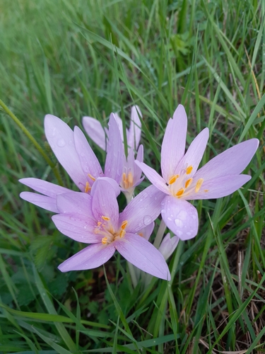 Autumn Crocus