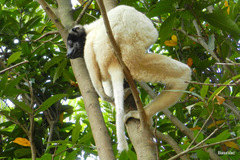 Propithecus coronatus