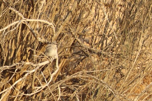iNaturalist image