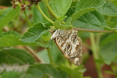 Lucinia sida