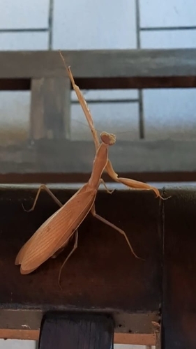 European Mantis