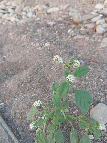 European heliotrope