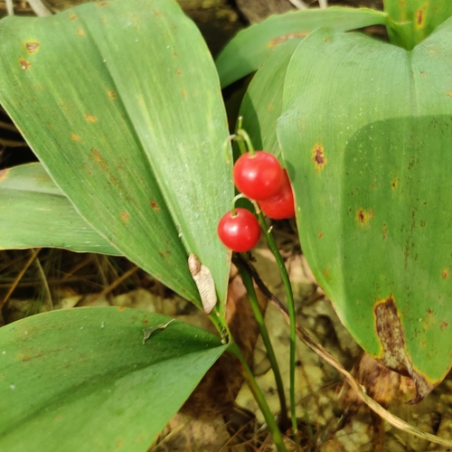 European lily of the valley