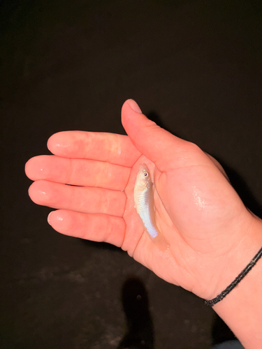 Mummichog