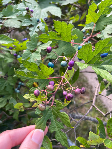 Porcelain Berry