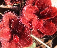 Drosera rosulata