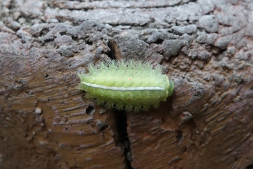 Thosea sinensis