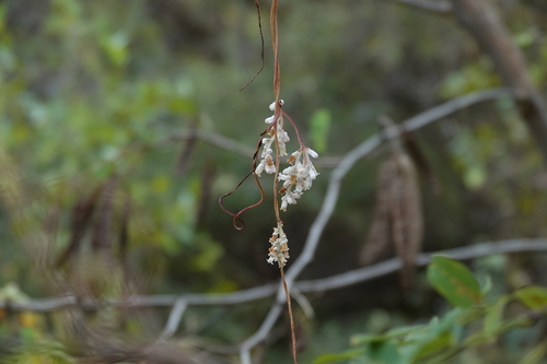 Cuscuta japonica, 2026-09-25