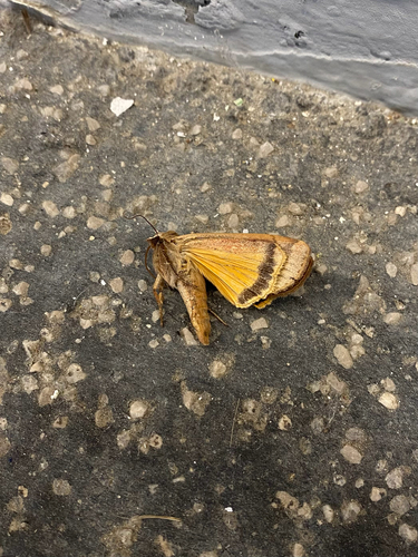 Large Yellow Underwing