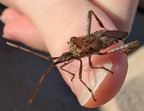 Western Conifer Seed Bug