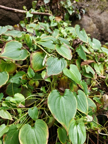 Streptolirion volubile