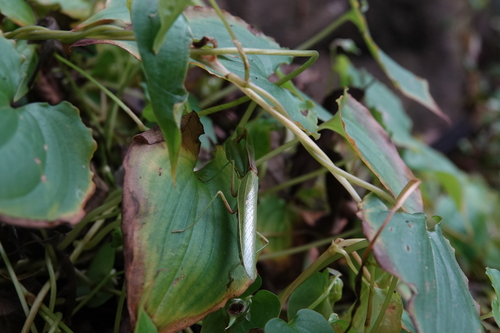 Giant Asian Mantis
