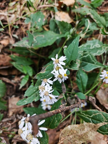 Aster ageratoides