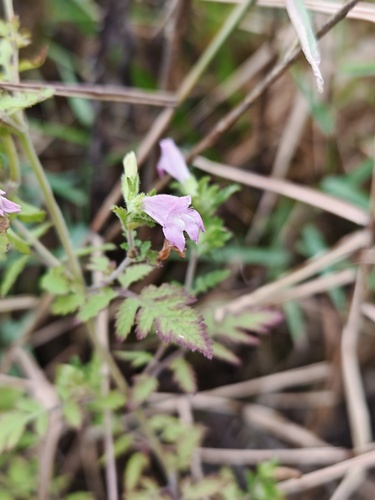 Phtheirospermum japonicum
