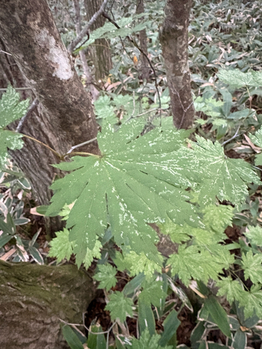 Korean maple
