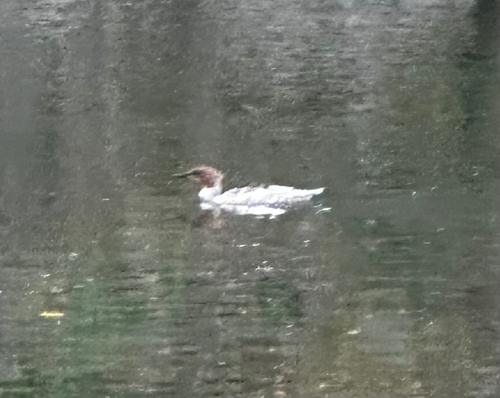 Common Merganser